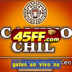 gatas ao vivo na web cam